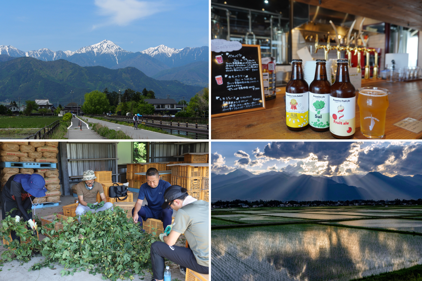 夏の信州でホップ収穫 ＆ 農家民泊！ 1週間の「旅×シゴト」を体験してみませんか？【長野県 安曇野市】