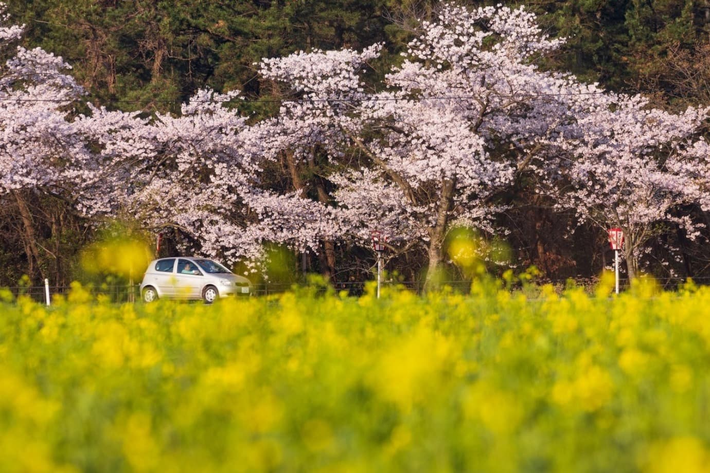 【簡単応募・3月分】自動車保険会社のSNSで“おすすめドライブスポット”を紹介してくれる旅人募集