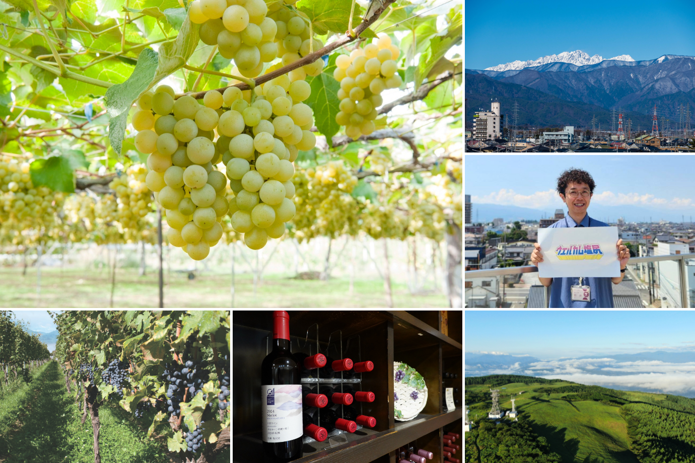 老舗ワイナリーでぶどう収穫 × ローカル体験！『信州ワーキングホリデー』の参加旅人募集【長野県 塩尻市】