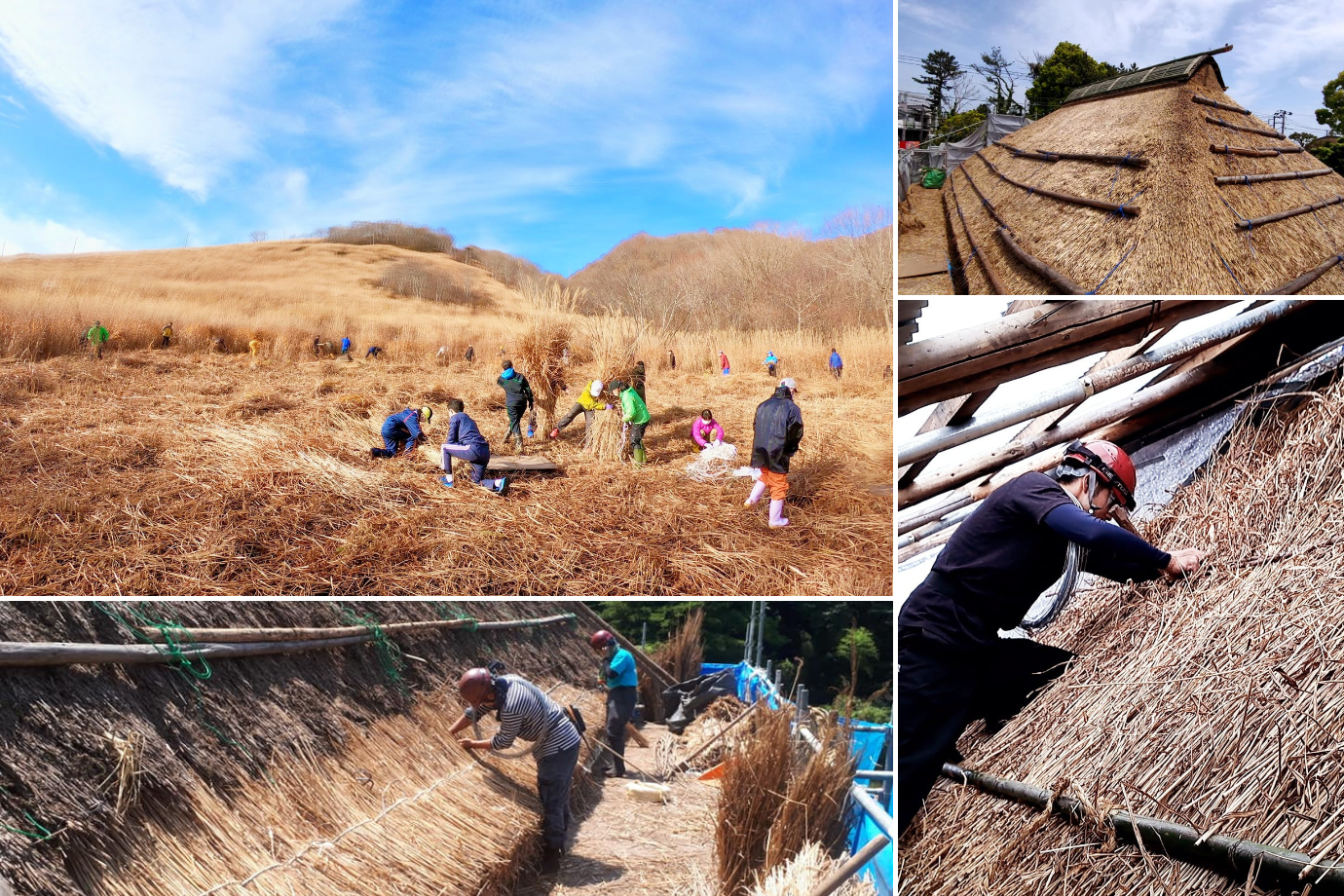 50年先まで耐える茅葺屋根の茅を刈るシゴト体験！ 秋のおためしプログラム in 長野県 小谷村