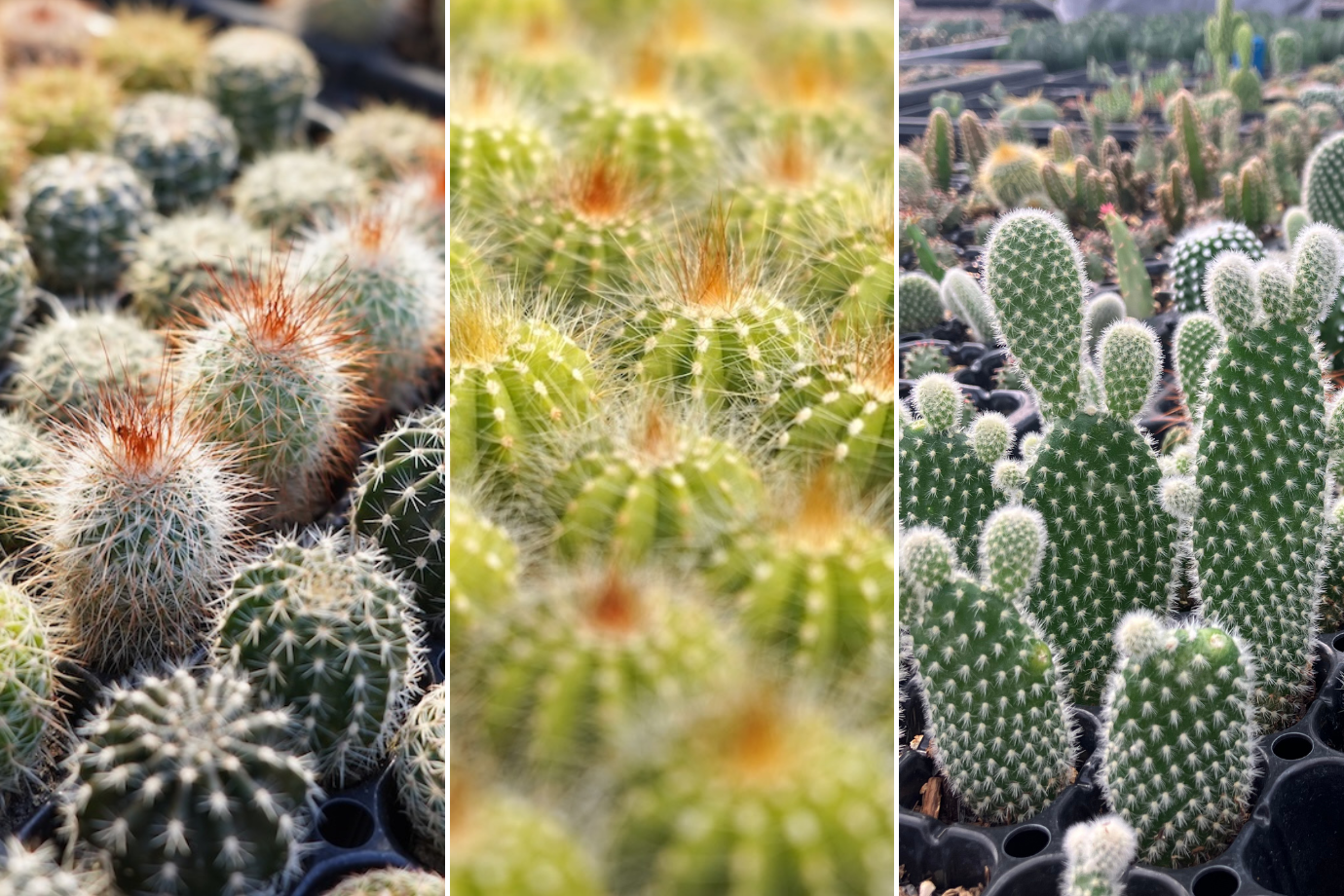 サボテンのまち・愛知県 春日井市をPR！ みんなで「サボる」体験を発信してくれる旅人インフルエンサー募集