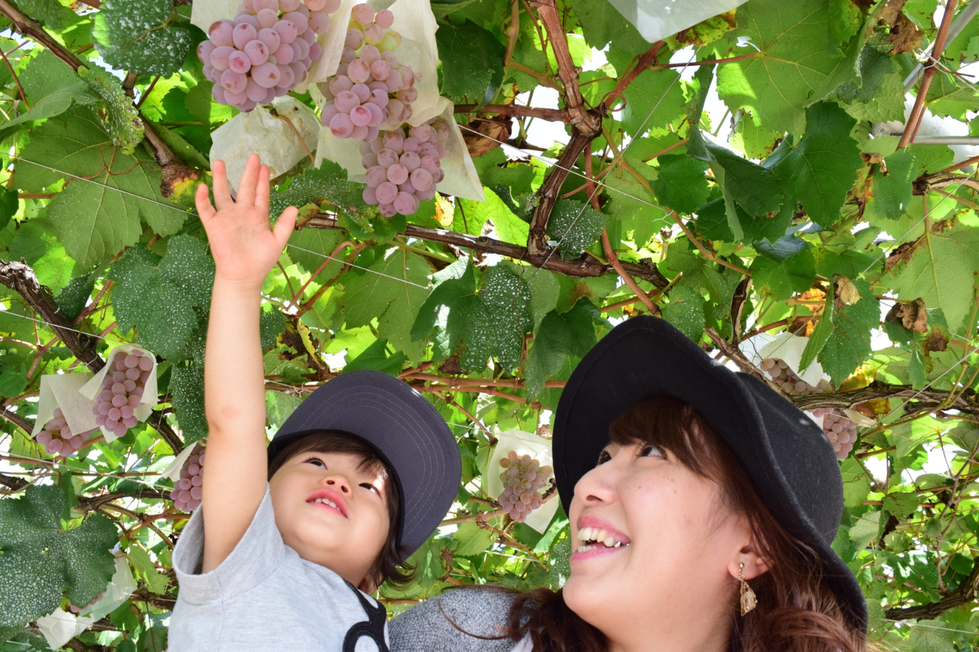 【長野県 駒ヶ根市】秋の信州でぶどう収穫！ 地域とつながる1週間の「旅×シゴト」に参加しませんか？