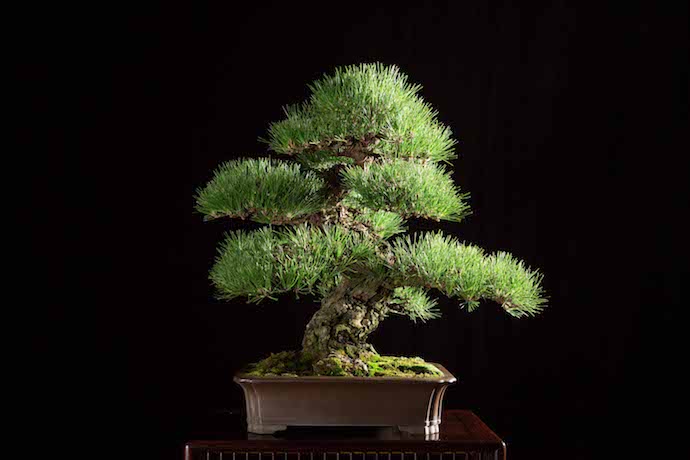 日本の心、“BONSAI”を世界に発信! 盆栽の聖地「大宮盆栽村」の魅力をInstagramで伝えてくれる旅人募集