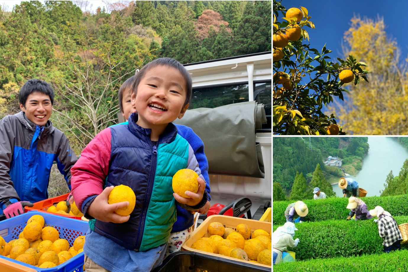 人生の大先輩が暮らす “幸せの村” で、ゆず収穫とキャンプ場の裏側を楽しむ1週間【長野県 天龍村】