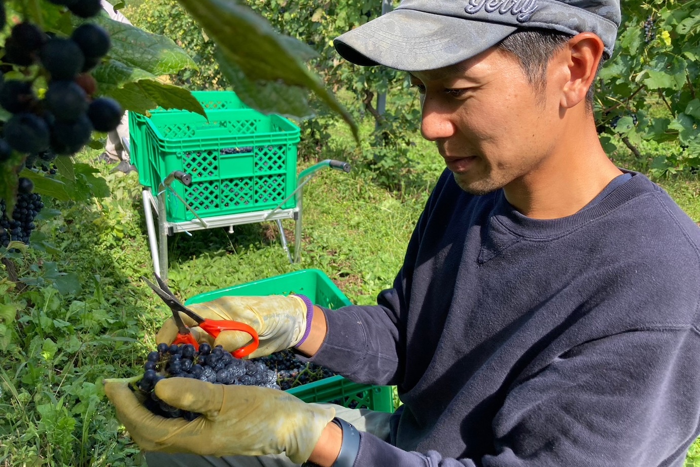 秋田県・鳥海山の麓に新しく誕生したワイナリーで、ワイン用ぶどうの収穫・仕分けをお手伝いしてくれませんか？