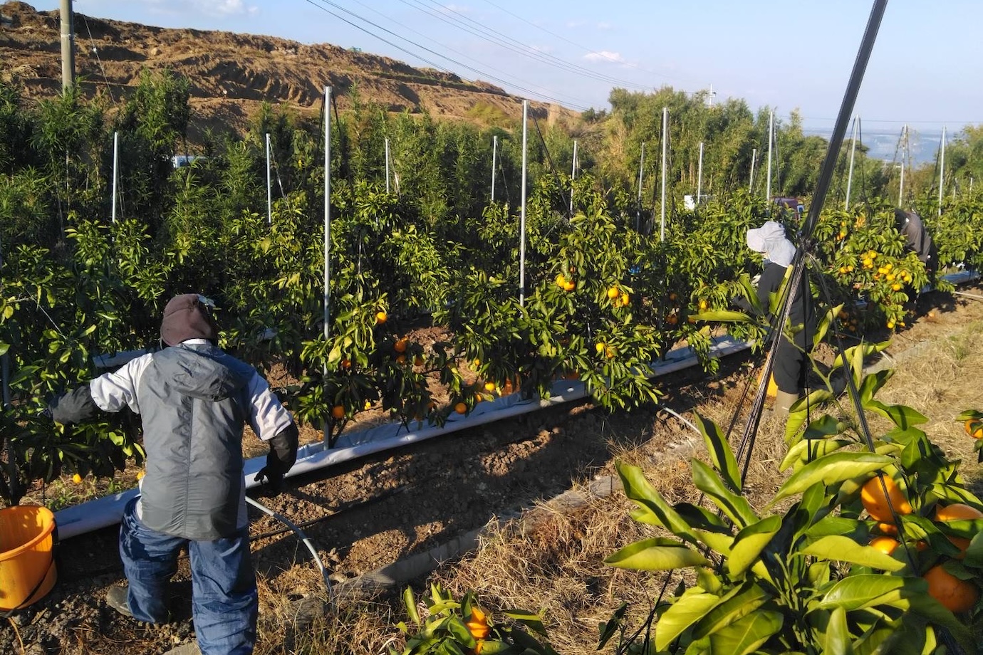 佐賀県・有明海を一望するみかん畑で、みかんの収穫・運搬のお手伝いをしてくれる旅人募集！