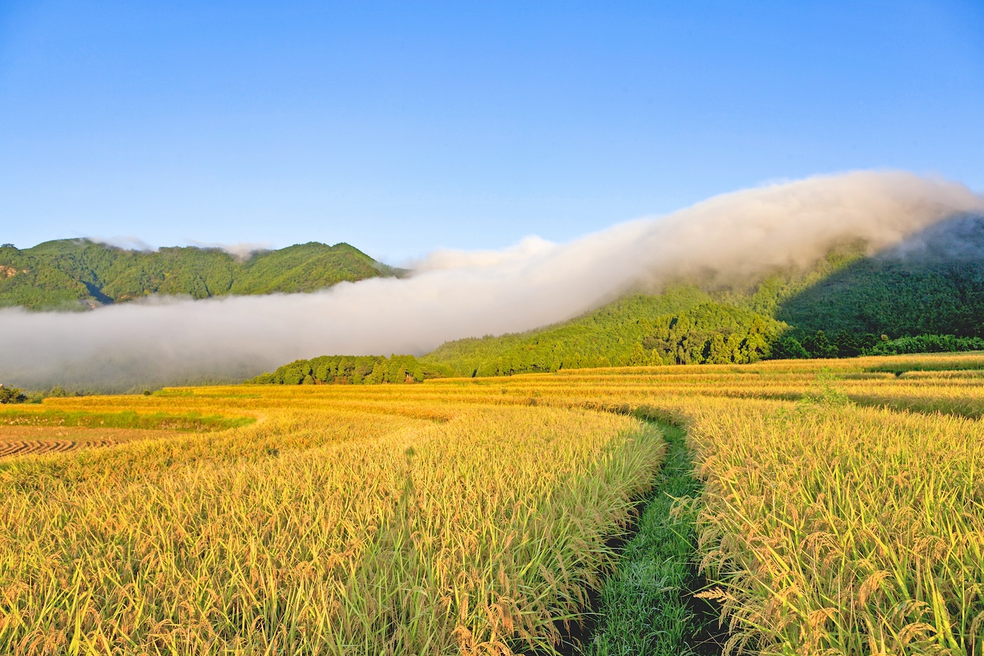 紀伊半島の南端・ 三重県 御浜町でシゴト体験！ 地域おこし協力隊・米農家に興味がある旅人募集【日帰り〜2泊3日】
