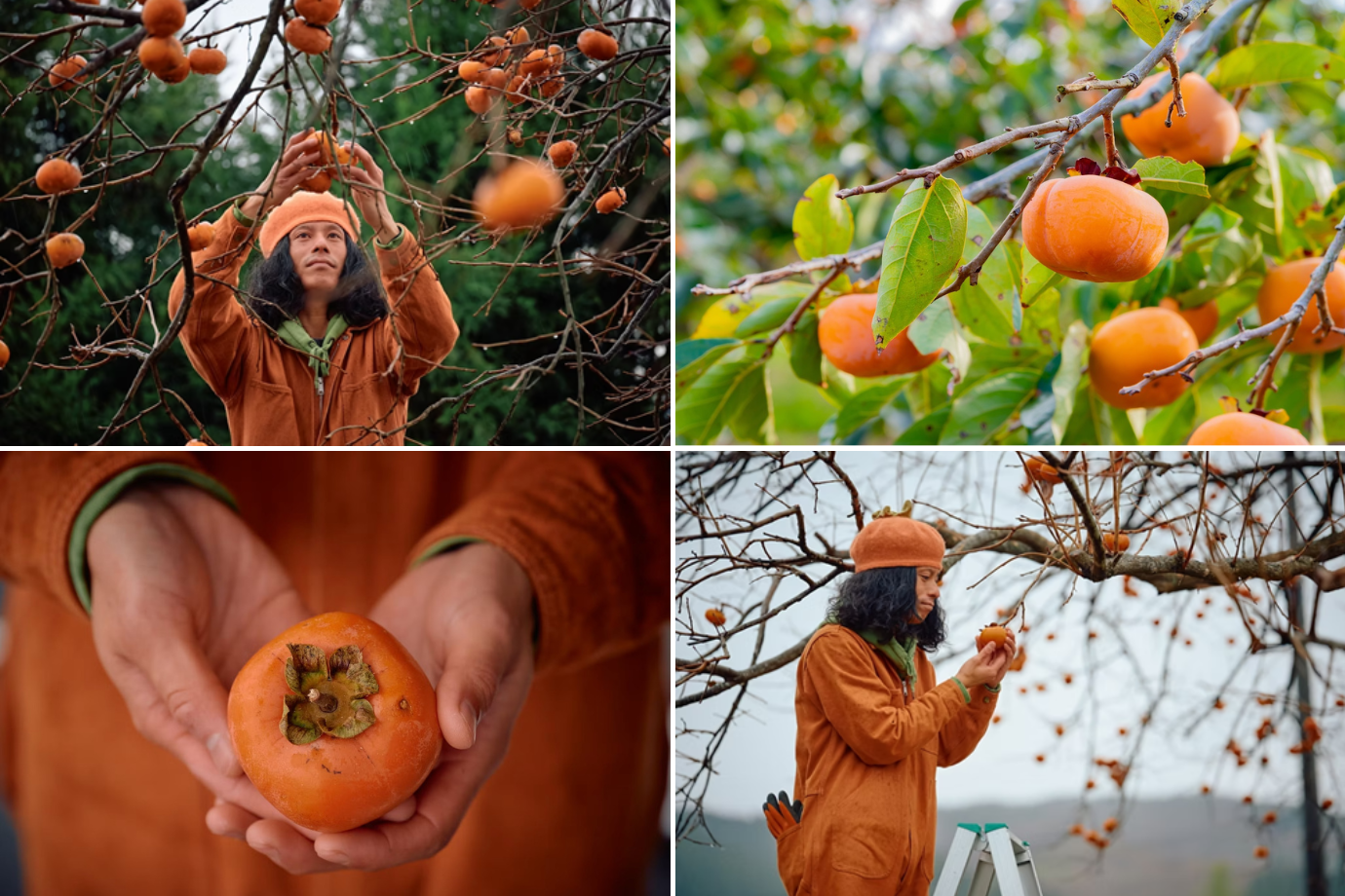 【秋田県 能代市】放置柿から “未来の物語” をつくる！ 2週間の特別プロジェクトに参加する学生旅人募集