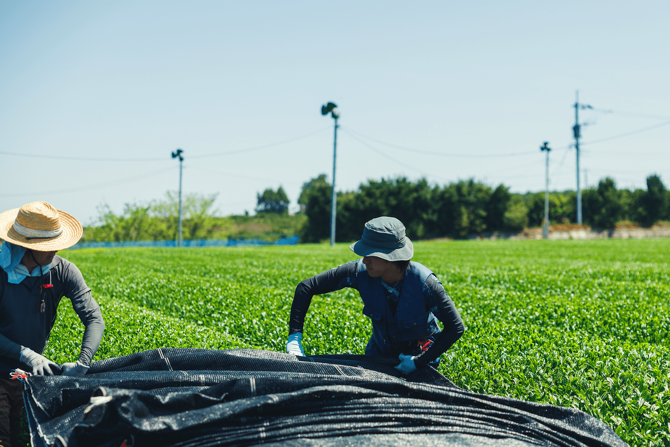 有名温泉地・佐賀県 嬉野が舞台！ 100年の歴史を誇る茶農家で “お茶づくり” のお手伝いをしませんか？
