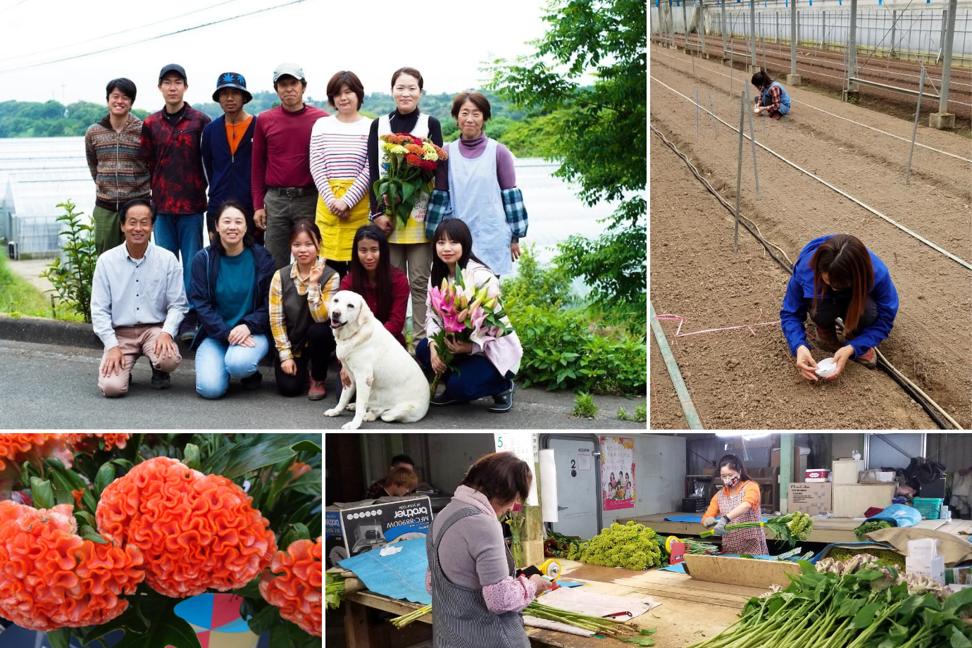 『地上の珊瑚』が咲くまちへ。佐賀・太良町の花農家で、ホームステイ × お手伝いしてくれる旅人募集